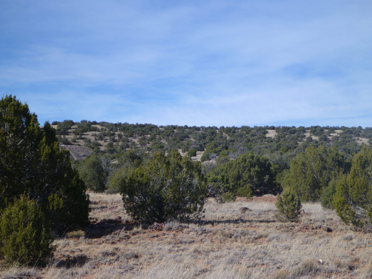 SOLD – 1.2 acres in Show Low Pines, Arizona! – TDX LAND